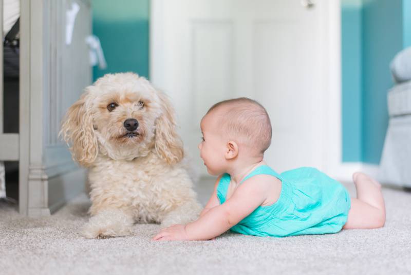 bambino e cane