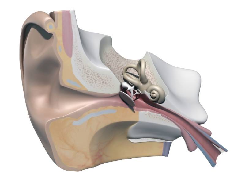 Anatomia dell'orecchio