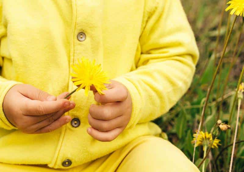 fiore tra le mani